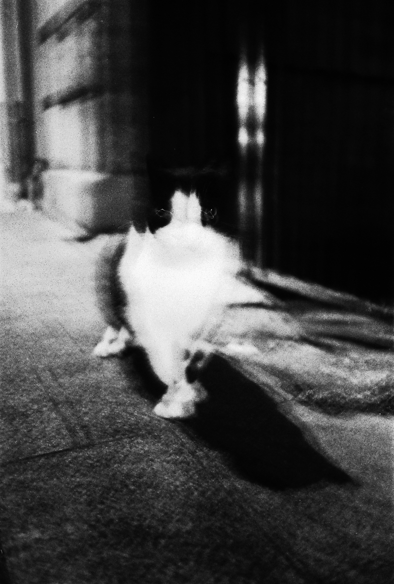Photo of Minou, a cat, in black and white