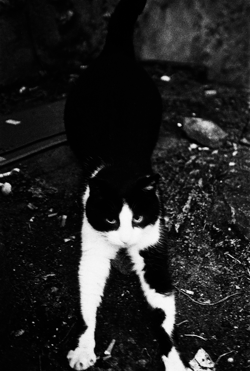 Photo of Minou, a cat, in black and white